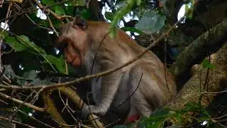 Monkey Duchess nearly giving birth | She got painful labor try very difficult.