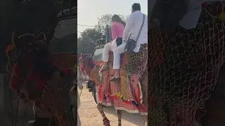 #viral #youtubeshorts #trending #respect #camel #nice e