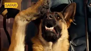 Charithrem Chalachithrem Promo - Finding Rin Tin Tin