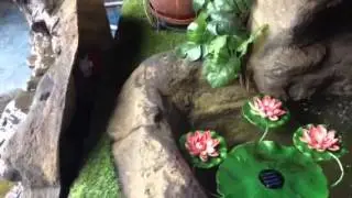 Make sure your pond has a raise ridge around the outside