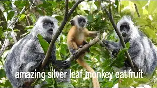 amazing silver leaf monkey eat fruit|silver leaf monkey #101|wildlife99#101