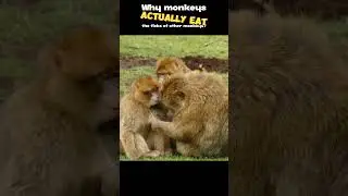 Monkey grooming