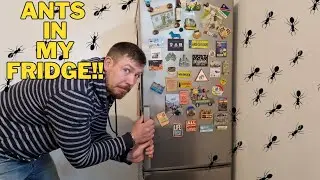 Waking Up My Ant Colony from Hibernation | Ant Keeping Spring Routine