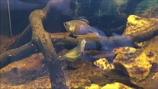 Sphaerichthys vaillanti courting