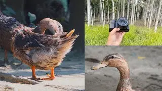 Sony 55-210mm Lens Review – Real-World Zoom Test on A6400 & A6100 #sony #photography  