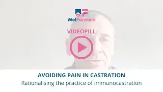VIDEOPILL AVOIDING PAIN IN CASTRATION: Rationalising the practice of immunocastration