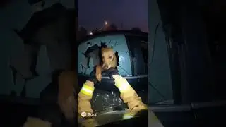 Police Rescue a Dog In heavy rainfall #rescuedog #rescueanimals