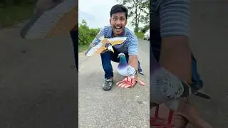 Mera new kabutar vs Remote wala Eagle