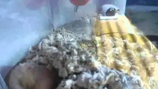 Random Hamster Wiggle - Feb 21, 2009