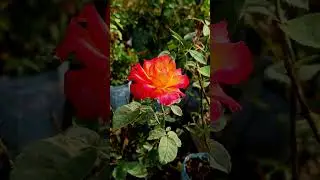 Some flower love ❤️ #shortsfeed #love #song #ytshorts #garden