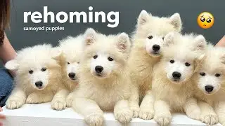 FINAL EPISODE: samoyed puppies' REHOMING day! 🥺