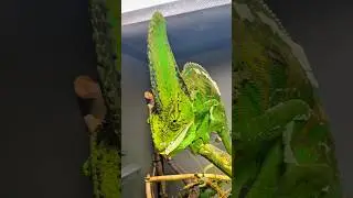 GLOW UP 😍🦎 #reptile #cameleon #chameleon #terrarium #pet #animal #poisson #fish #terrarium