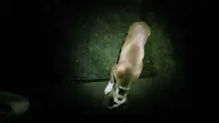 Puppy training during Rain,Tinder, Lighting 