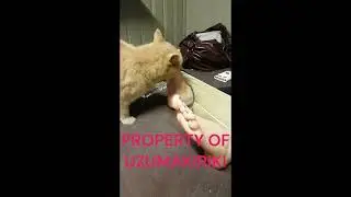Cat Licking Girl Feet 1.