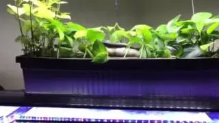 DIY aquaponics | DIY overhead sump | how to build a overhead sump | how to build aquaponics setup