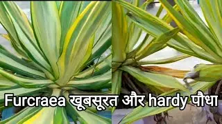 How to grow and care Furcraea plant/ furcraea plant