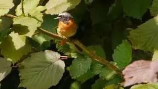 Common Redstart (Phoenicurus phoenicurus ♂) / Gartenrotschwanz