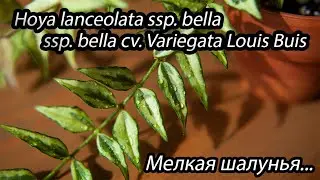 Hoya lanceolata ssp. bella cv. Variegata Louis Buis- мелкая шалунья