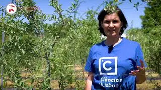 Grupo Operacional GOJIBERRIES | Vídeo do projeto