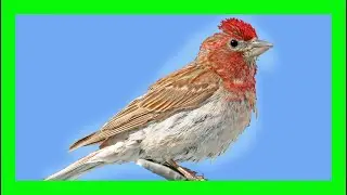 Cassin's Finch Song! Cassin's Finch Call! Voice! - Pinz&oacute;n De Cassin Canto - Haemorhous Cassinii