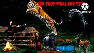 3 kwv tji mu zov poov nyuj qus muaj dab tsov txau ntshai heev li...