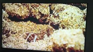 From Blue Planet - Bubble Crabs - IMG 8684 2