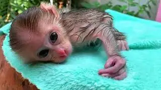 Little Monkey Lovely Bathing