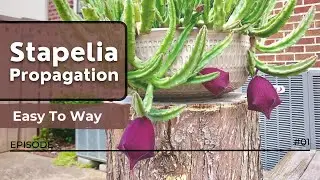 STAPELIA Propagation, Repotting & Easy To Grow #STAPELIA #plantcare  #GreenMessenger #BDGarden #diy