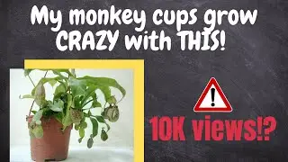 HOW TO GROW MONKEY CUPS?