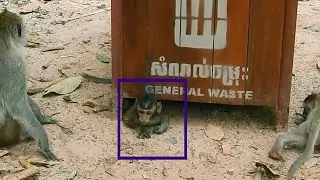 OMG! Baby Monkey Ada Trying To Get Into Under The Waste,What Baby Finding In Side ?