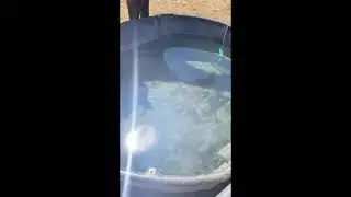 Satisfying algae clean up (of horse water trough)