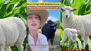 forage seeds us