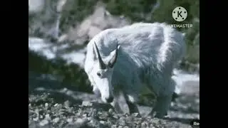 Forest Animal Sounds for Kids | Kids Learning Videos (Sound Effects) Only