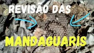 REVISÃO DAS MANDAGUARIS#revisão#mandaguaris#show#