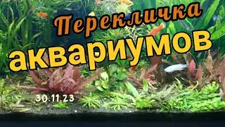Обзор моих аквариумов 30.11.23 #аквариумистика #aquarium #аквариумдома #морскойаквариум