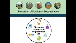 What is Biological Carbon Sequestration?