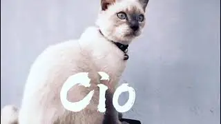 Video cinematik 16detik  Video mengunakan Hp dengan model Cat..#cinematik#forkeyediting#ashstatic