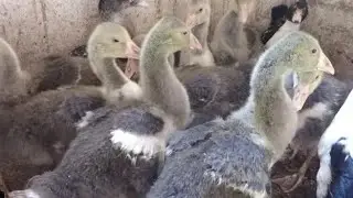 تربيه الوز  والبط من الصغر توفير فى علف