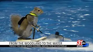Twiggy the waterskiing squirrel makes an appearance in Huntsville