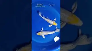 ikan koi hariwake kumpay #shorts #ikankoi #koifish