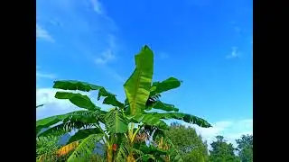zostel bir short video and first video