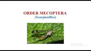 Order Mecoptera
