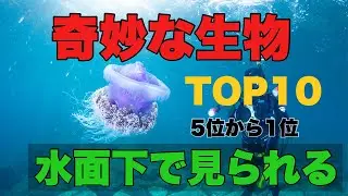 深海魚も幼魚の時は浅場で生活している？ほとんどが謎ばかり　水面下で見られる奇妙すぎる生物ランキングTOP１０