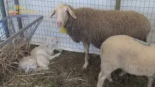 New Farmers alla Fiera del Madonnino di Grosseto