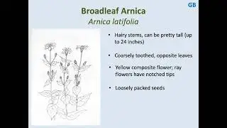 MeadoWatch Species ID: Broadleaf Arnica (GB)