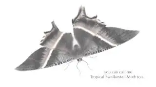 Tropical Swallowtail Moth, Singapore