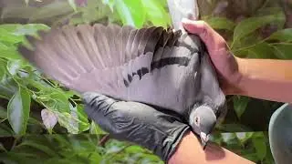 【青雲鴿舍首拍會】2022 114568灰♀：21年桃園大北區會春五關綜合冠軍全船總冠軍全妹