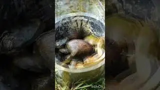 Traditional shellfish farming in asian villages 
