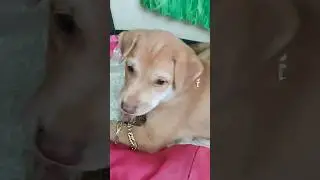 A rich #goldpuppy #shorts