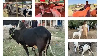 Finally chose my Eid Qurbani- Went to Dadyal Mandi #villagevlog #eiduladha #qurbanicollection